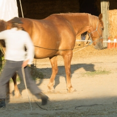 horsehumanmovement-9